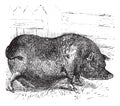 Heude`s Pig or Indochinese Warty Pig or Vietnam Warty Pig or Sus bucculentus vintage engraving