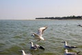 Heuglin`s gull or Siberian gull, migrated siberian bird on ganges river Allahabad at prayag triveni sangam