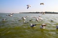 Heuglin`s gull or Siberian gull, migrated siberian bird on ganges river Allahabad at prayag triveni sangam