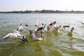 Heuglin`s gull or Siberian gull, migrated siberian bird on ganges river Allahabad at prayag triveni sangam