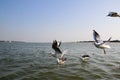 Heuglin`s gull or Siberian gull, migrated siberian bird on ganges river Allahabad at prayag triveni sangam