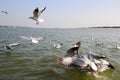 Heuglin`s gull or Siberian gull, migrated siberian bird on ganges river Allahabad at prayag triveni sangam