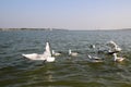 Heuglin`s gull or Siberian gull, migrated siberian bird on ganges river Allahabad at prayag triveni sangam