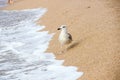 Heuglin`s gull walking along the sea shore