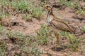 Heuglin's (Three-banded) Courser