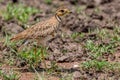 Heuglin's (Three-banded) Courser Royalty Free Stock Photo