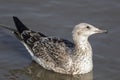 Heuglin's Gull (Larus heuglini)