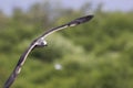 Heuglin's gull