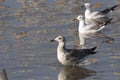 Heuglin's Gull (Larus heuglini)