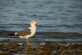 Heuglins gull at Busaiteen coast, Bahrain Royalty Free Stock Photo