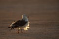 Heuglins gull at Busaiteen coast in the morning light Royalty Free Stock Photo