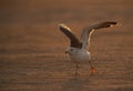 Heuglins gull in the golden light