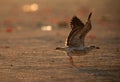 Heuglins gull juvenile taking flight Royalty Free Stock Photo