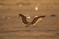 Heuglins gull landing in the morning light