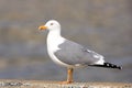 Heuglins Gull Royalty Free Stock Photo