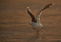 Heuglins gull in the morning light at Busaiteen coast. Bahrain Royalty Free Stock Photo