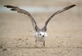 Heuglins gull running to fly at Bsaiteen beach