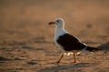 Heuglins gull during sunrise Royalty Free Stock Photo