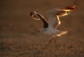 Heuglins gull take off in the morning Royalty Free Stock Photo