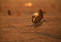 Heuglins gull takeoff in the golden light