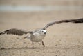 Heuglins gull taking flight