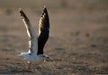 Heuglins gull taking flight Royalty Free Stock Photo