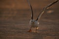 Heuglins gull taking flight in the golden light at Busaiteen coast Royalty Free Stock Photo