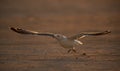 Heuglins gull taking flight in the morning Royalty Free Stock Photo