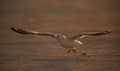 Heuglins gull taking flight in the morning