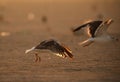 Heuglins gull taking flight in the  morning light Royalty Free Stock Photo