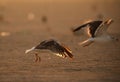 Heuglins gull taking flight in the morning light