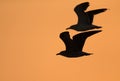 Heuglins gulls in flight during sunrise Royalty Free Stock Photo
