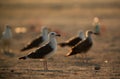 Heuglins gulls in the morning Royalty Free Stock Photo