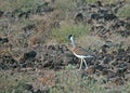 Heuglins trap, Heuglin\'s bustard, Neotis heuglinii