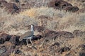 Heuglins trap, Heuglin\'s bustard, Neotis heuglinii