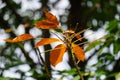 Hevea brasiliensis (Also called Para rubber tree, sharinga tree, seringueira, rubber tree, rubber plant, para) Royalty Free Stock Photo