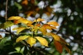 Hevea brasiliensis (Also called Para rubber tree, sharinga tree, seringueira, rubber tree, rubber plant, para) Royalty Free Stock Photo