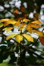 Hevea brasiliensis (Also called Para rubber tree, sharinga tree, seringueira, rubber tree, rubber plant, para) Royalty Free Stock Photo