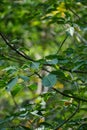 Hevea brasiliensis (Also called Para rubber tree, sharinga tree, seringueira, rubber tree, rubber plant, para) Royalty Free Stock Photo