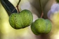 Hevea brasiliensis Rubber tree fruits on the branch Royalty Free Stock Photo