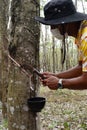 Rubber tapper at work in Phuket. Thailand