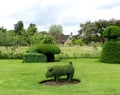 Hever Castle, UK, topiary garden, curly haircut of garden bushes, bush in the shape of a pig Royalty Free Stock Photo