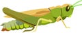 Green grasshopper insect animal with white background