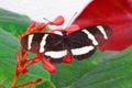 Hewitsons longwing black and white striped butterfly on red flower Royalty Free Stock Photo