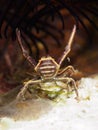 Hexagon crinoid crab