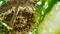 Close up shot of yellow wasps or Ropalidia marginata deadly insects with large honeycomb and white eggs on a large tree branch Royalty Free Stock Photo