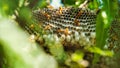 Close up shot of yellow wasps or Ropalidia marginata deadly insects with large honeycomb and white eggs on a large tree branch Royalty Free Stock Photo