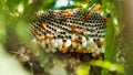 Close up shot of yellow wasps or Ropalidia marginata deadly insects with large honeycomb and white eggs on a large tree branch Royalty Free Stock Photo