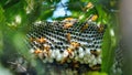 Close up shot of yellow wasps or Ropalidia marginata deadly insects with large honeycomb and white eggs on a large tree branch Royalty Free Stock Photo