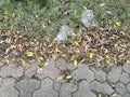 Hexagonal concrete pavers form a pathway, partially covered with scattered yellow and brown leaves Royalty Free Stock Photo